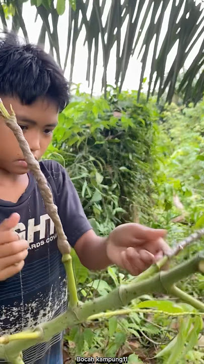 Part 1 mikat burung di kebun kelapa dapat burung cabe cabean