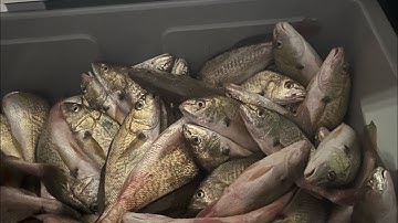 Mùa đi câu cá đù SeaWolf Park 2022￼