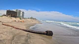 Playa la gloria y el plan  un cementerio de palmas // Vida Acapulqueña
