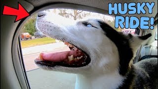 How To Travel With Your Husky (Raw Diet Review)