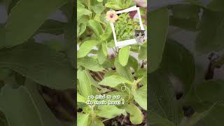 Perks.PH visits a Stevia farm