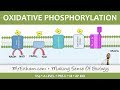 Cellular Respiration - Oxidative Phosphorylation - Post 16 Biology (A Level, Pre-U, IB, AP Bio)