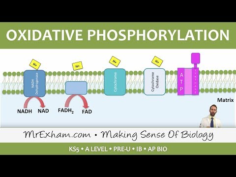 સેલ્યુલર શ્વસન - ઓક્સિડેટીવ ફોસ્ફોરીલેશન - પોસ્ટ 16 બાયોલોજી (એ લેવલ, પ્રી-યુ, આઈબી, એપી બાયો)