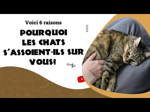 Vidéo: Les Chats Rotent-ils ?