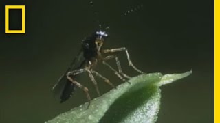 BodySnatching Wasp Larvae Eat Aphids Alive | National Georgraphic