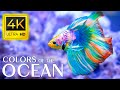 Aquarium 4k ultra  beautiful coral reef fish  sleep relaxing meditation music