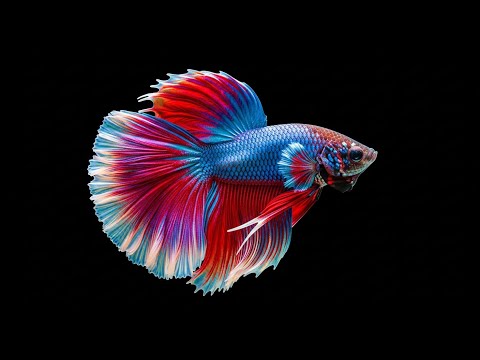 3D Hologram Aquarium Fish Smooth Motion Ultra Realistic