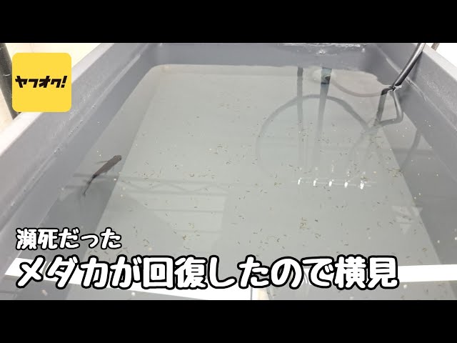 断捨離中 めだか次の発送8月10日さん メダカ全滅から1週間で奇跡が起き