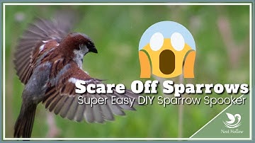 Super Easy DIY Sparrow Spooker Tutorial Plus Tips