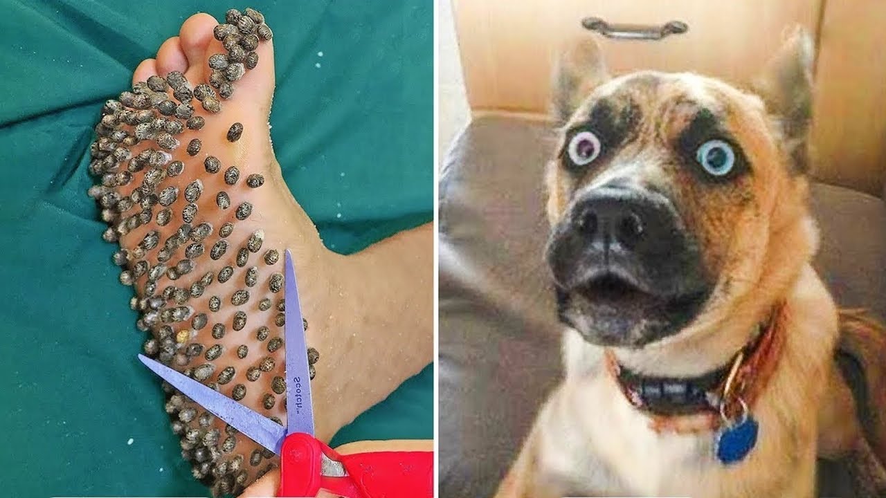 Pets that will make you laugh countless times