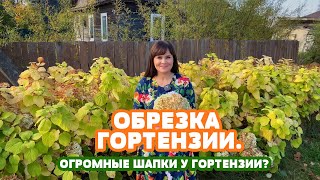 Правильная обрезка гортензии. Будут огромные шапки у Гортензии!