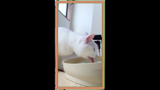 #Shorts 自動給水機「ピュアクリスタル」から水を飲む猫が可愛い☆A cute cat drinking water from an automatic water dispenser