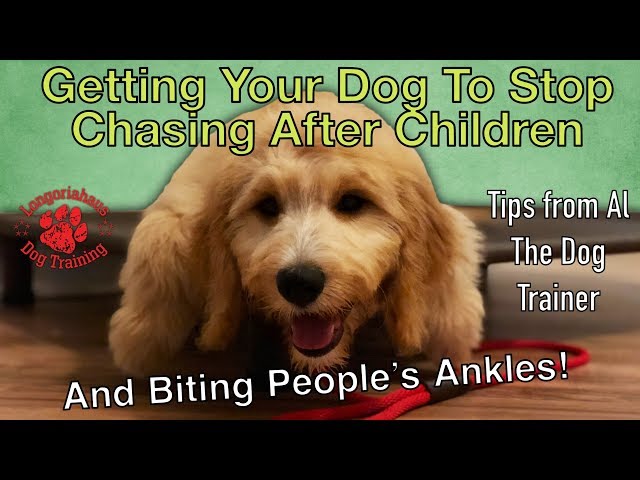 Stopping a Santa Monica Dog's Ankle Biting: Dog Gone Problems