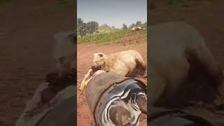 INSANE RDR2 Gameplay! UNREAL Lion Attack & Wild Escape Moment #shorts #gaming