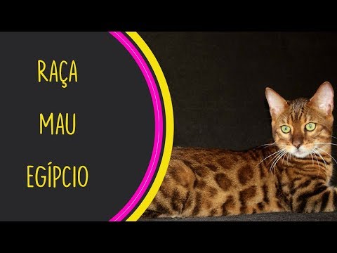 Vídeo: Mau Egípcio: História Da Raça