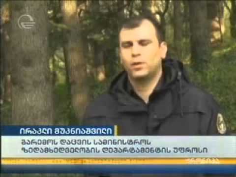 APA კინტრიშის დაცულ ტერიტორიაზე ორი შველი გაუშვეს