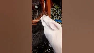 Playtime with Kallisto and Elric of Melni'bunny