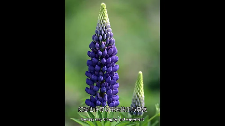 7月13日，生日花日簽-羽扇豆(猜想)#花語#日簽#365天生日花#每日一花#花歷中文名-羽扇豆拉丁學名-Lupinus micranthus 別名-多葉羽扇豆、魯冰花目-豆目科-豆科屬-羽扇豆屬 - 天天要聞