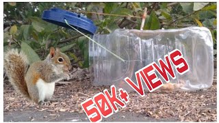 How To Make Squirrel Trap easy at home