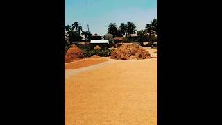 পল্লীগ্রামে ধান উঠানোর মজার মুহূর্তshortvideo viralvideo viral