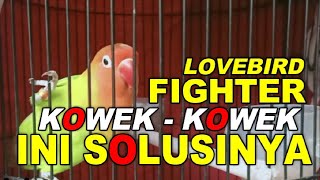 LOVEBIRD FIGHTER SERING KOWEK   KOWEK INI SOLUSINYA