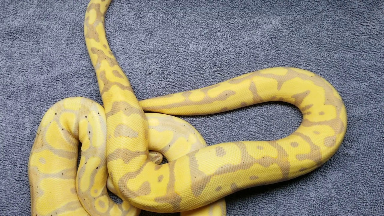 reptile lovers live with 80 snakes A couple of hold backs! 2017 Leopard Banana het Clowns