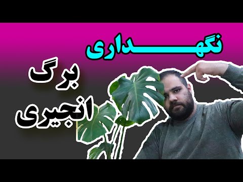 تصویری: قوانین نگهداری برگ بو