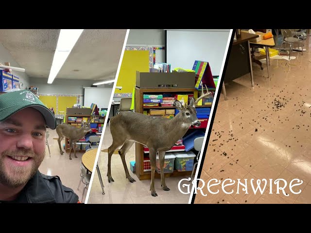 Randy Buck Breaks Into Primary School And Wrecks Classroom After Chasing Female Deer