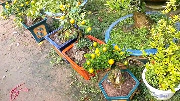 Quất ghép cần thăng, quà độc biếu sếp - phúc lộc tiền tài phong thủy tốt Tết 2019 kỷ hợi