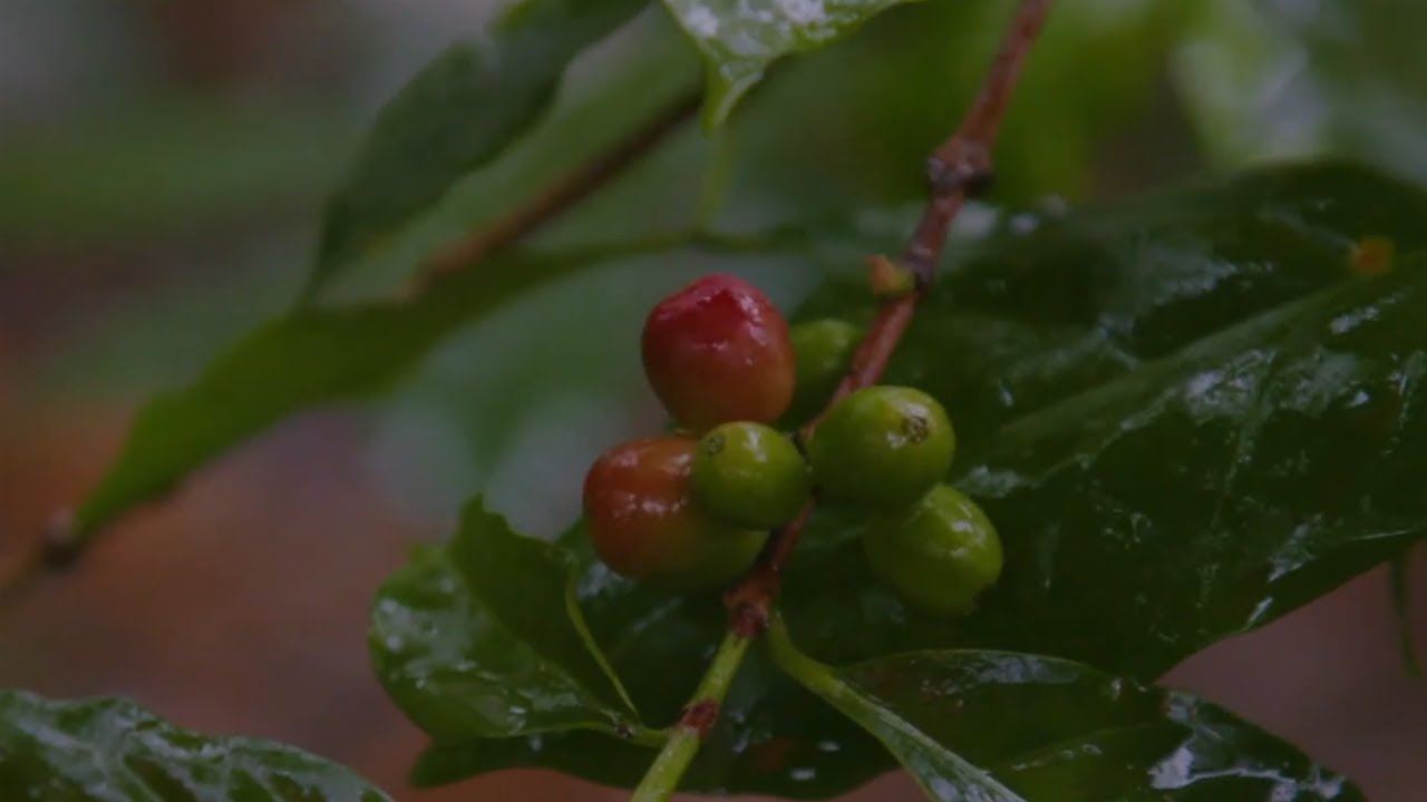 newspaper mockup Colombian coffee growers find sustainable ways to make profit amid price drop