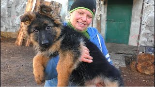 Bertha and Buffy. Super cute fat longhaired German Shepherd puppies 2.5 months old. Odessa.