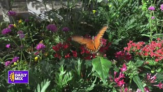 Check out the butterfly exhibit at Desert Botanical Garden