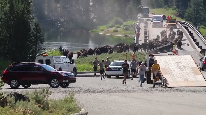Yellowstone Buffalo Stampede Attack!FATAL