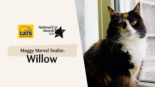 Willow | National Cat Awards 2023: Moggy Marvel finalist by Cats Protection 3,079 views 10 months ago 1 minute, 30 seconds