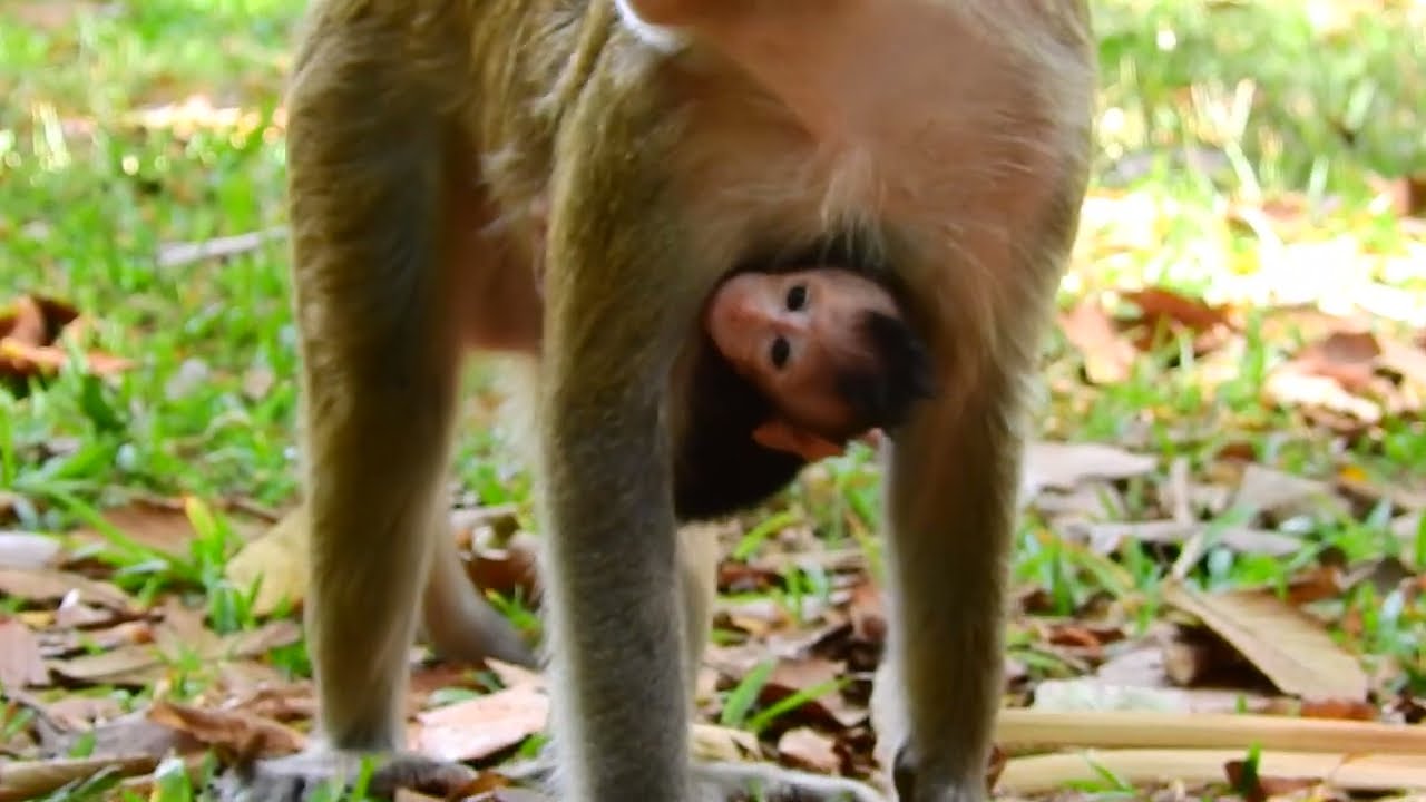 New baby monkey keeps silently under mom