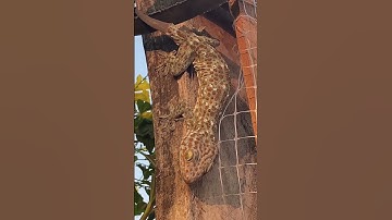 Gecko sound from Thailand😮#gecko #lizard #geckosound