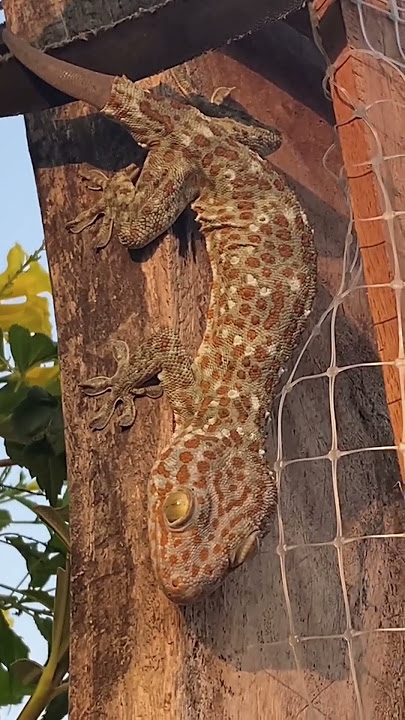 Suara tokek dari Thailand😮#tokek #kadal #suaratokek