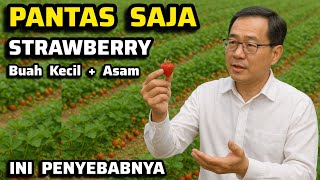 ‼️The Right Way to Cultivate Strawberries‼️The Right Fertilizer   Pesticide   Care‼️For Big & Swe...