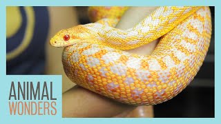 Meet and Greet: New Albino Gopher Snake!