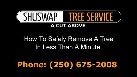 How To Safely Remove A Tree In Less Than A Minute
