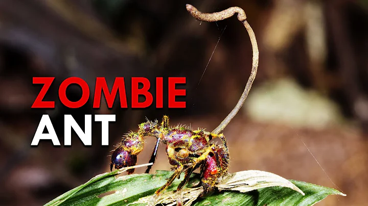 The Real Life Spores Behind The Last Of Us Turns Ants Into Zombies