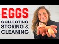 Chicken Eggs: Collecting, Cleaning and Storing