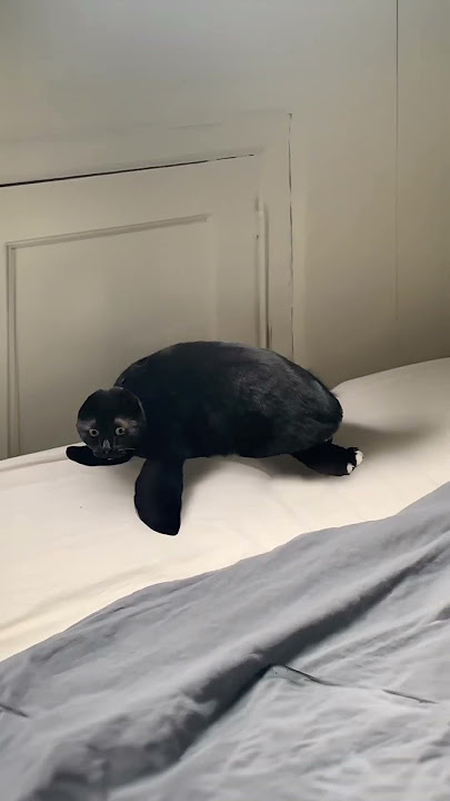 Bro is definitely goin, goin, gone comment when you see it 🫣👀 #catvideos #memes #viralshorts