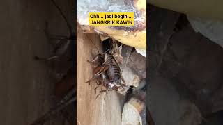Ohhh Jadi Begini Kalo Jangkrik Sedang Kawinn Baru Tau 