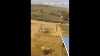 كاميرة توثق لحظة نطح خروف 🐏 راعي حتى الموت في السعودية 2023