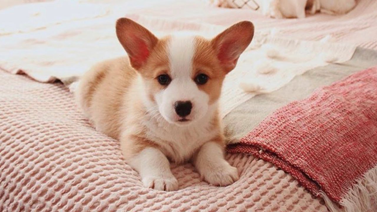 corgi puppies playing