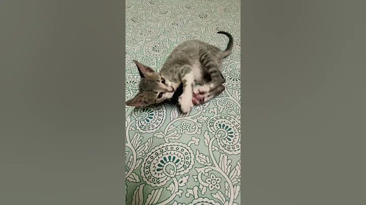 Video 11102481: cats catlover kitten kitties, kitten catlover cute kitty, kitten funny catlover kitty, cat playing funny kitty