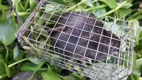 BẪY CHUỘT CỐNG NHUM TRÊN LỰC BÌNH 