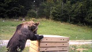 Test of bear resistant compost bin