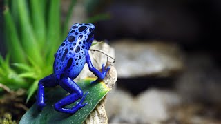 Blue Poison Dart Frog @SITHEEQUE #frog #aquarium #frogs #dart #nature #natureheals #explorer by SITHEEQUE 164 views 9 months ago 57 seconds